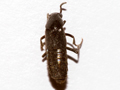 Quedius sp.